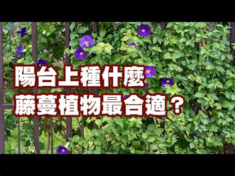 藤蔓植物爬藤類植物圖鑑|臺灣藤蔓植物特展